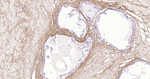 Collagen I Antibody in Immunohistochemistry (Paraffin) (IHC (P))