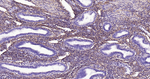 Collagen I Antibody in Immunohistochemistry (Paraffin) (IHC (P))