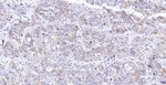 Collagen II Antibody in Immunohistochemistry (Paraffin) (IHC (P))