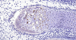Collagen II Antibody in Immunohistochemistry (Paraffin) (IHC (P))