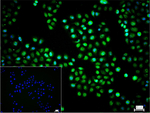 HIF1A Antibody in Immunocytochemistry (ICC/IF)
