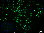 HIF1A Monoclonal Antibody (3G9)