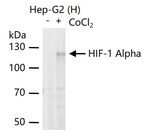 HIF1A Antibody in Western Blot (WB)