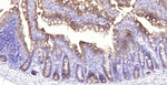 Villin Antibody in Immunohistochemistry (Paraffin) (IHC (P))