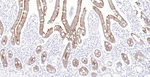 Villin Antibody in Immunohistochemistry (Paraffin) (IHC (P))
