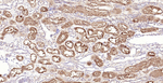 Villin Antibody in Immunohistochemistry (Paraffin) (IHC (P))