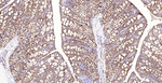Villin Antibody in Immunohistochemistry (Paraffin) (IHC (P))