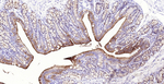 Villin Antibody in Immunohistochemistry (Paraffin) (IHC (P))