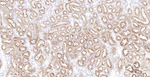 Villin Antibody in Immunohistochemistry (Paraffin) (IHC (P))