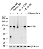 Villin Antibody in Western Blot (WB)