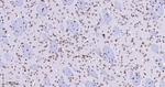 Lamin B1 Antibody in Immunohistochemistry (Paraffin) (IHC (P))