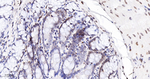 Lamin B1 Antibody in Immunohistochemistry (Paraffin) (IHC (P))