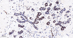 Lamin B1 Antibody in Immunohistochemistry (Paraffin) (IHC (P))