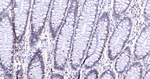 Lamin B1 Antibody in Immunohistochemistry (Paraffin) (IHC (P))