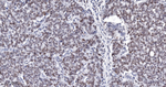 Lamin B1 Recombinant Rabbit Monoclonal Antibody (10C4)