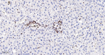 Lamin B1 Antibody in Immunohistochemistry (Paraffin) (IHC (P))
