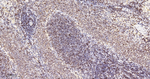 Lamin B1 Antibody in Immunohistochemistry (Paraffin) (IHC (P))
