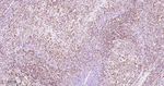 CD79a Monoclonal Antibody (3F7)
