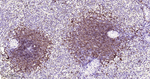 CD79a Antibody in Immunohistochemistry (Paraffin) (IHC (P))