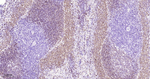CD79a Antibody in Immunohistochemistry (Paraffin) (IHC (P))