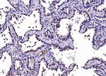 Calprotectin Antibody in Immunohistochemistry (Paraffin) (IHC (P))