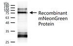 mNeonGreen Antibody in Western Blot (WB)