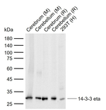 14-3-3 eta Monoclonal Antibody (4H1)
