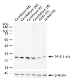 14-3-3 eta Antibody in Western Blot (WB)