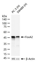 FOXA2 Monoclonal Antibody (8F12)
