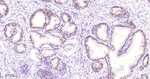Nkx3.1 Antibody in Immunohistochemistry (Paraffin) (IHC (P))