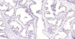 Nkx3.1 Monoclonal Antibody (3F10)