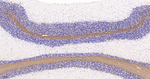 MBP Monoclonal Antibody (7B12)