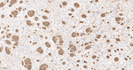 MBP Antibody in Immunohistochemistry (Paraffin) (IHC (P))