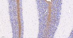 MBP Antibody in Immunohistochemistry (Paraffin) (IHC (P))