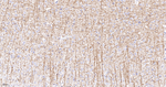 MBP Antibody in Immunohistochemistry (Paraffin) (IHC (P))
