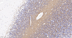 MBP Antibody in Immunohistochemistry (Paraffin) (IHC (P))