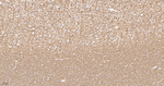 MBP Antibody in Immunohistochemistry (Paraffin) (IHC (P))
