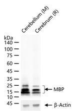 MBP Antibody in Western Blot (WB)
