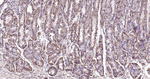 Sodium Potassium ATPase Antibody in Immunohistochemistry (Paraffin) (IHC (P))