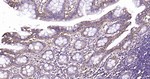 Sodium Potassium ATPase Antibody in Immunohistochemistry (Paraffin) (IHC (P))
