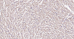 Sodium Potassium ATPase Antibody in Immunohistochemistry (Paraffin) (IHC (P))