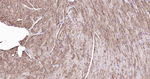 Sodium Potassium ATPase Antibody in Immunohistochemistry (Paraffin) (IHC (P))