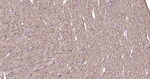 Sodium Potassium ATPase Antibody in Immunohistochemistry (Paraffin) (IHC (P))