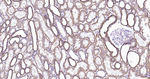 Sodium Potassium ATPase Antibody in Immunohistochemistry (Paraffin) (IHC (P))