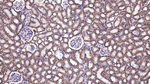 Sodium Potassium ATPase Antibody in Immunohistochemistry (Paraffin) (IHC (P))