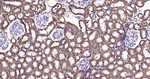 Sodium Potassium ATPase Antibody in Immunohistochemistry (Paraffin) (IHC (P))