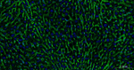 Sodium Potassium ATPase Antibody in Immunohistochemistry (Paraffin) (IHC (P))