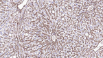 Sodium Potassium ATPase Antibody in Immunohistochemistry (Paraffin) (IHC (P))