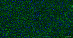 Sodium Potassium ATPase Antibody in Immunohistochemistry (Paraffin) (IHC (P))
