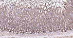 Sodium Potassium ATPase Antibody in Immunohistochemistry (Paraffin) (IHC (P))